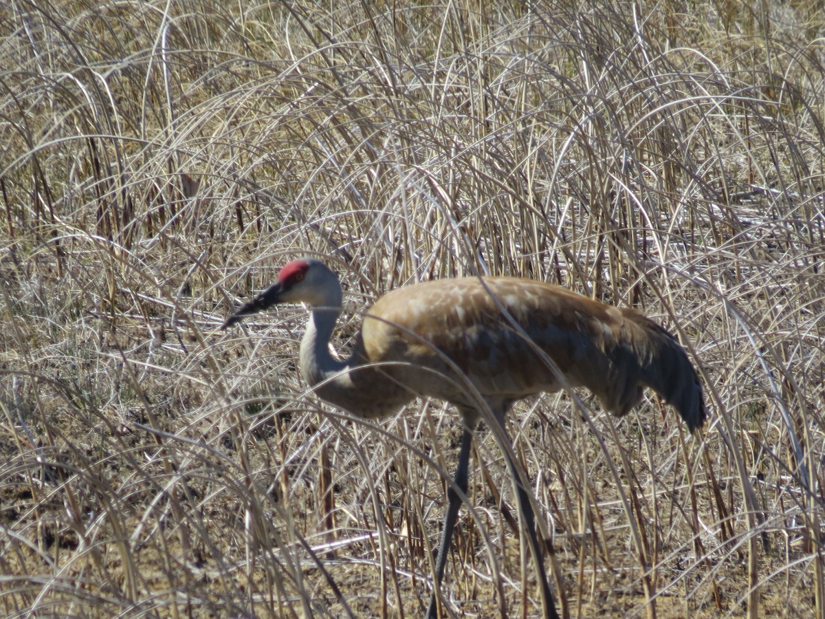 Sandhill Crane - Ethan Maynard