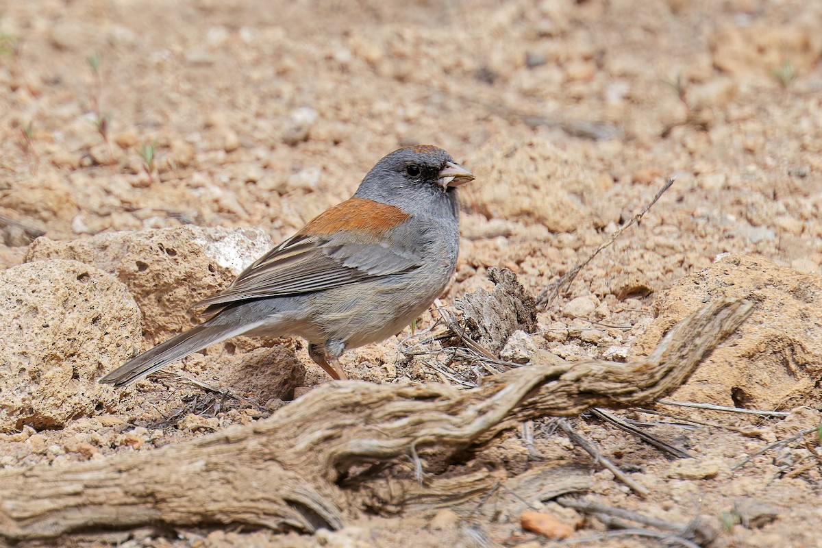 Dark-eyed Junco (Gray-headed) - Bob Walker