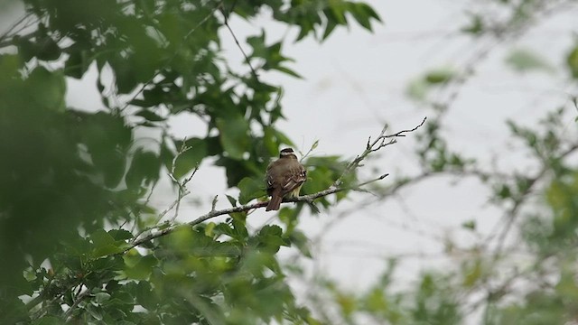 Piratic Flycatcher - ML618126124