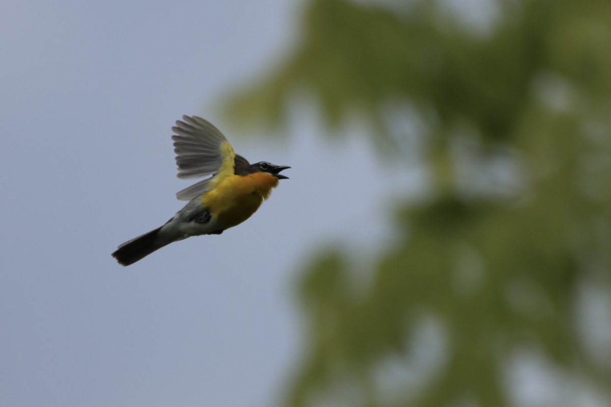 Common Yellowthroat - Jo VerMulm