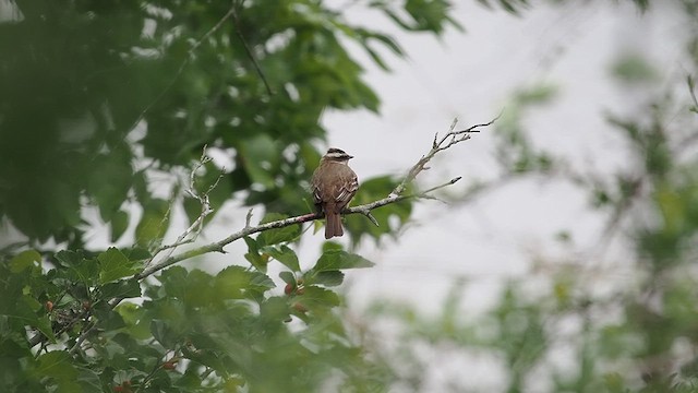 Piratic Flycatcher - ML618126128