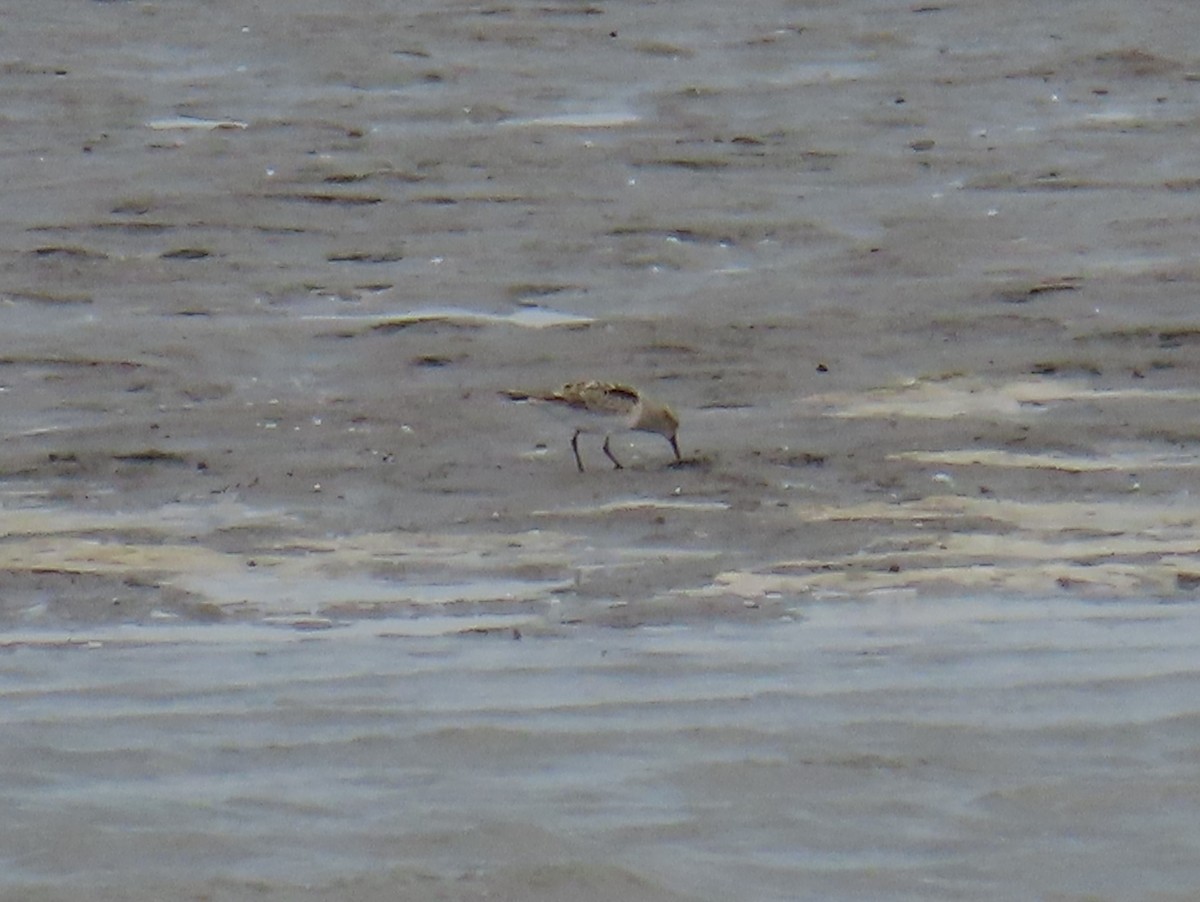 Baird's Sandpiper - ML618126152