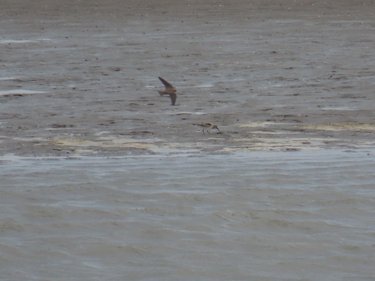 Baird's Sandpiper - ML618126153