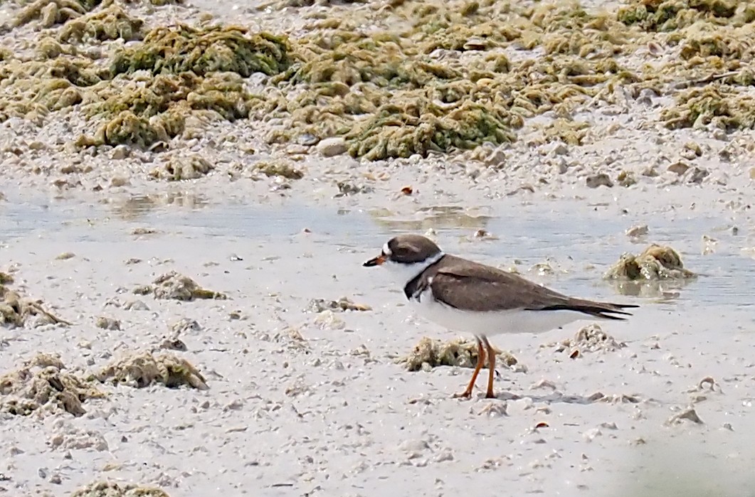 Semipalmated Plover - Linda Rickerson