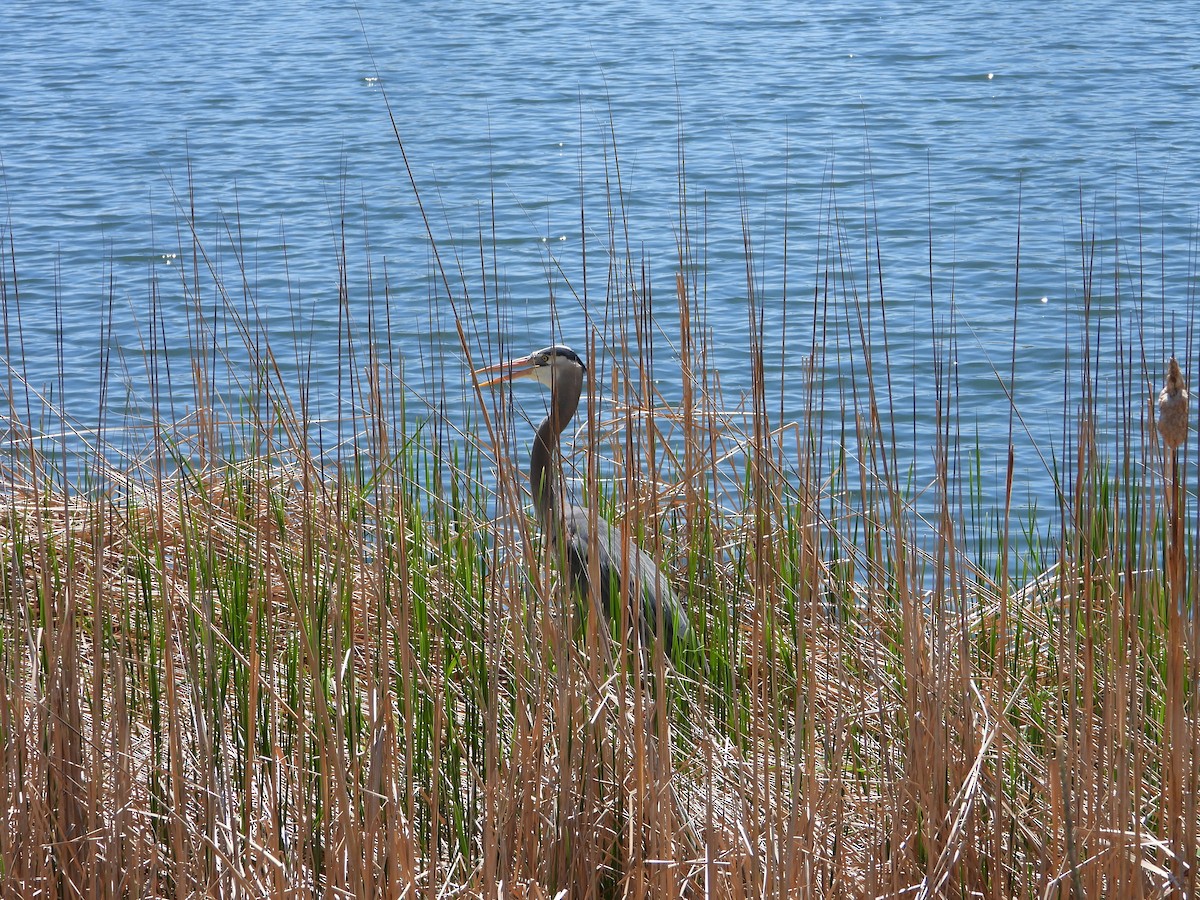 Great Blue Heron - Whitney Heim