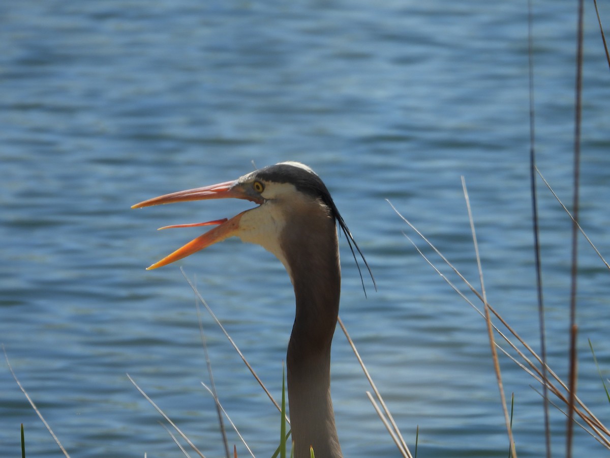 Great Blue Heron - Whitney Heim