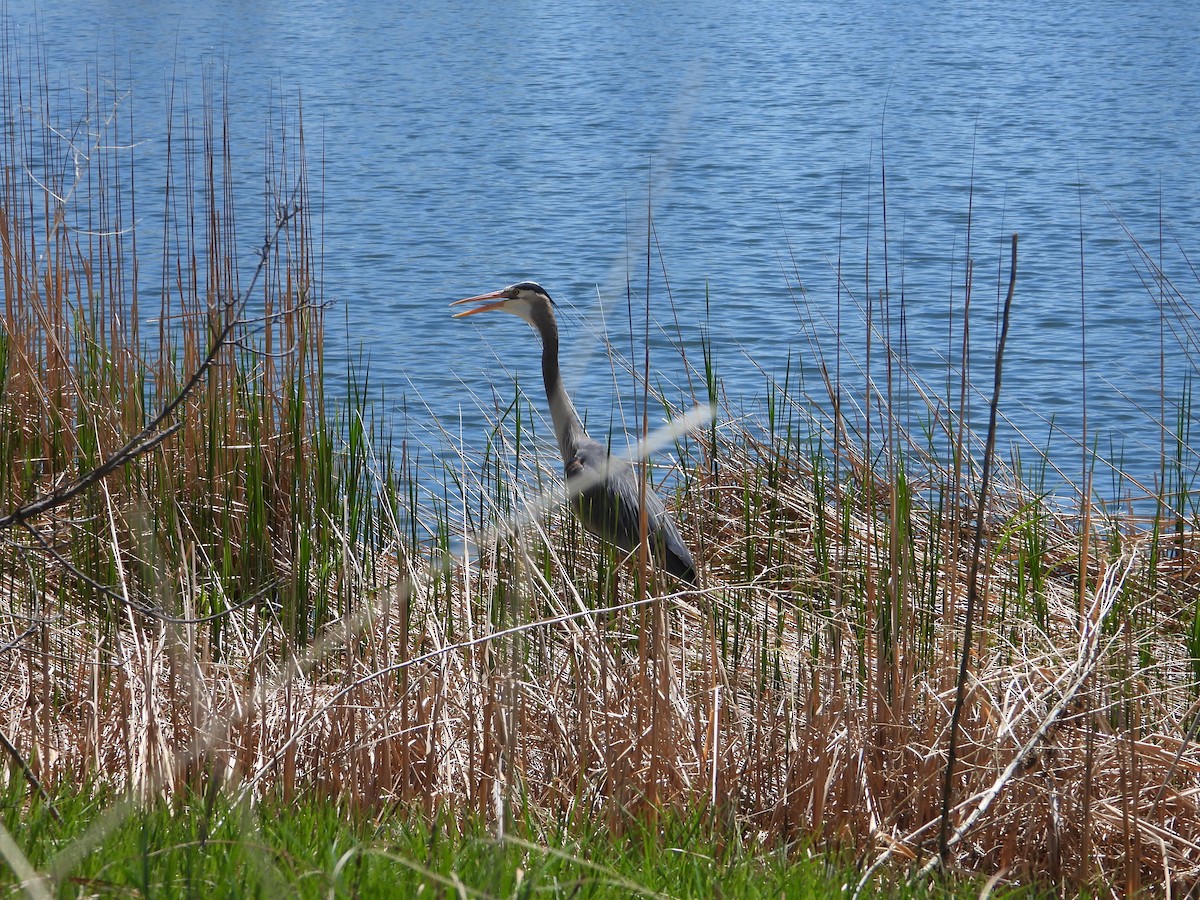 Great Blue Heron - Whitney Heim