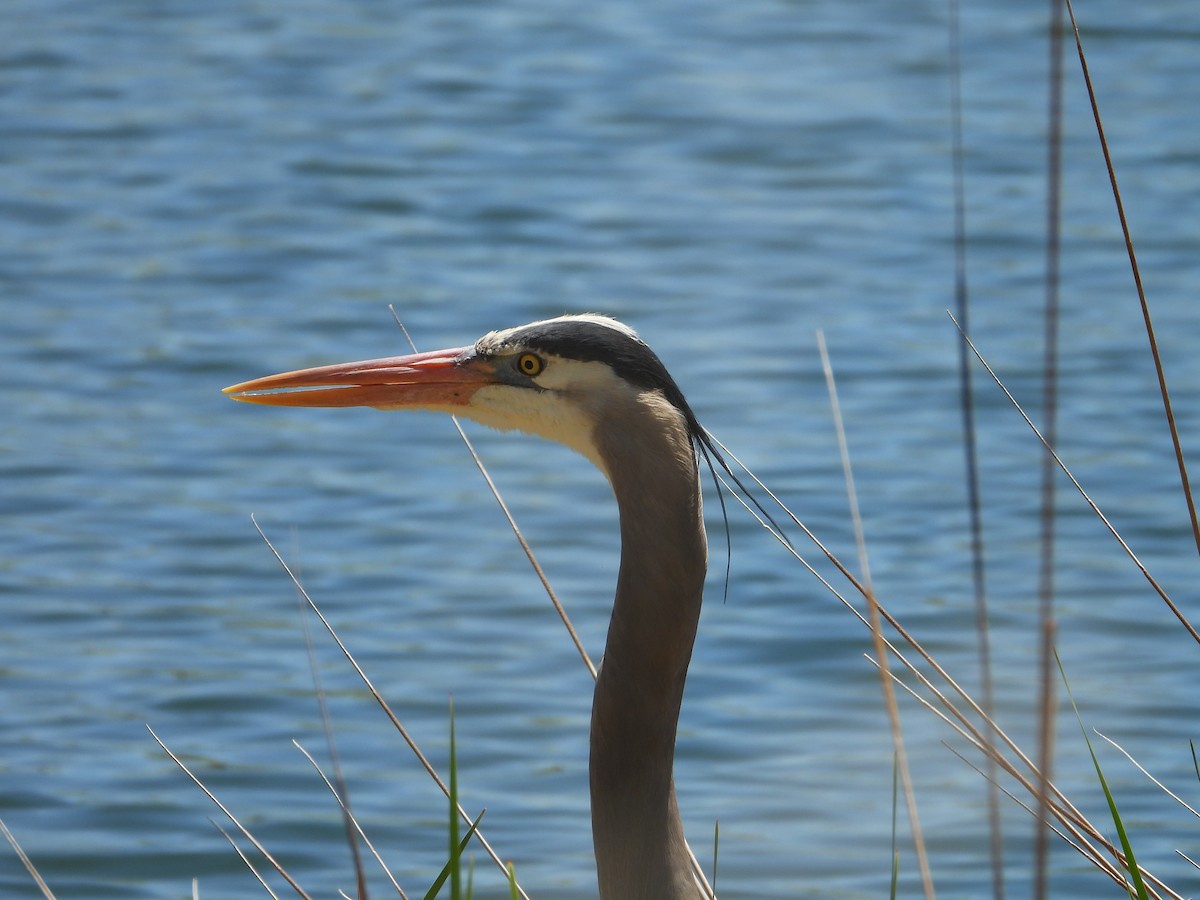 Great Blue Heron - Whitney Heim