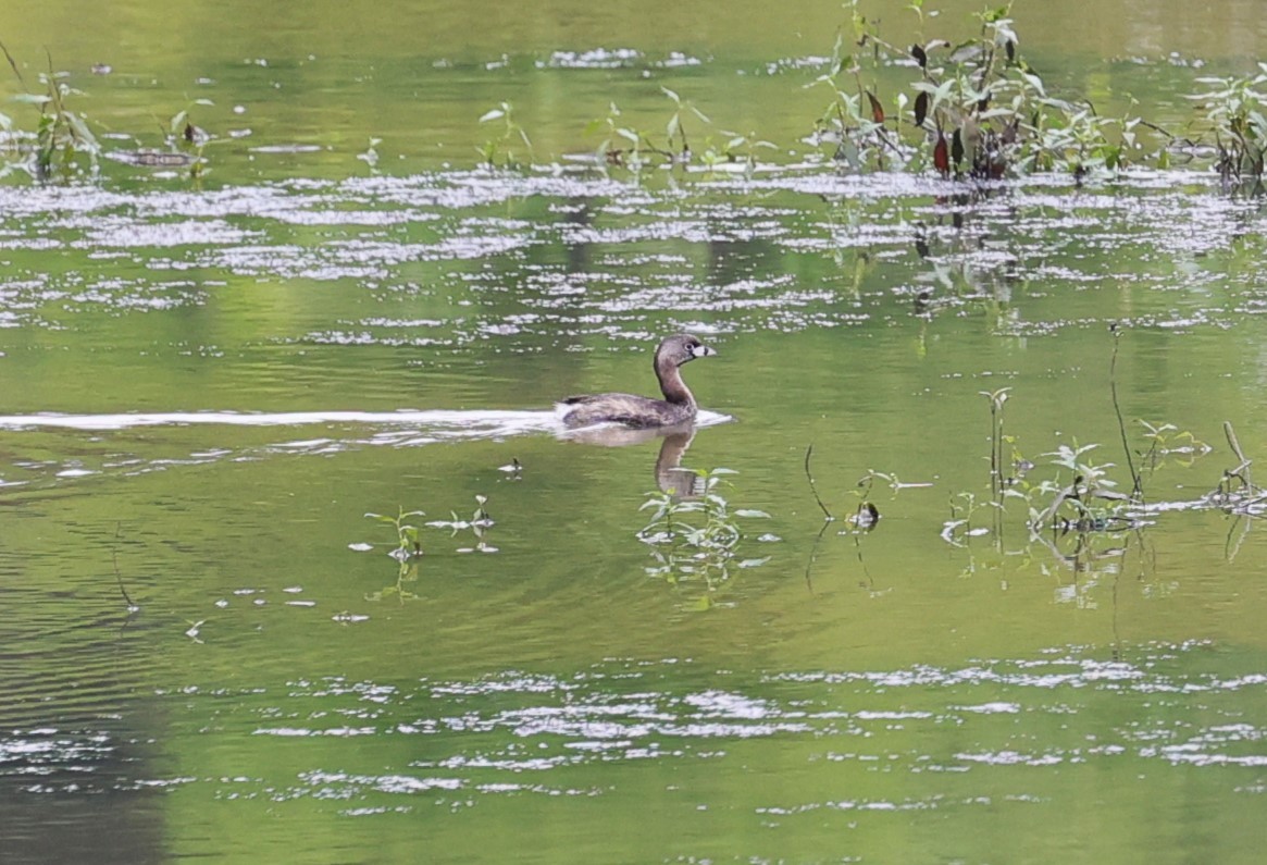 Pied-billed Grebe - Margareta Wieser