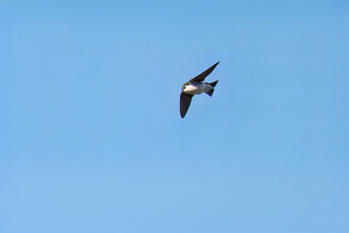 Violet-green Swallow - Bob Walker