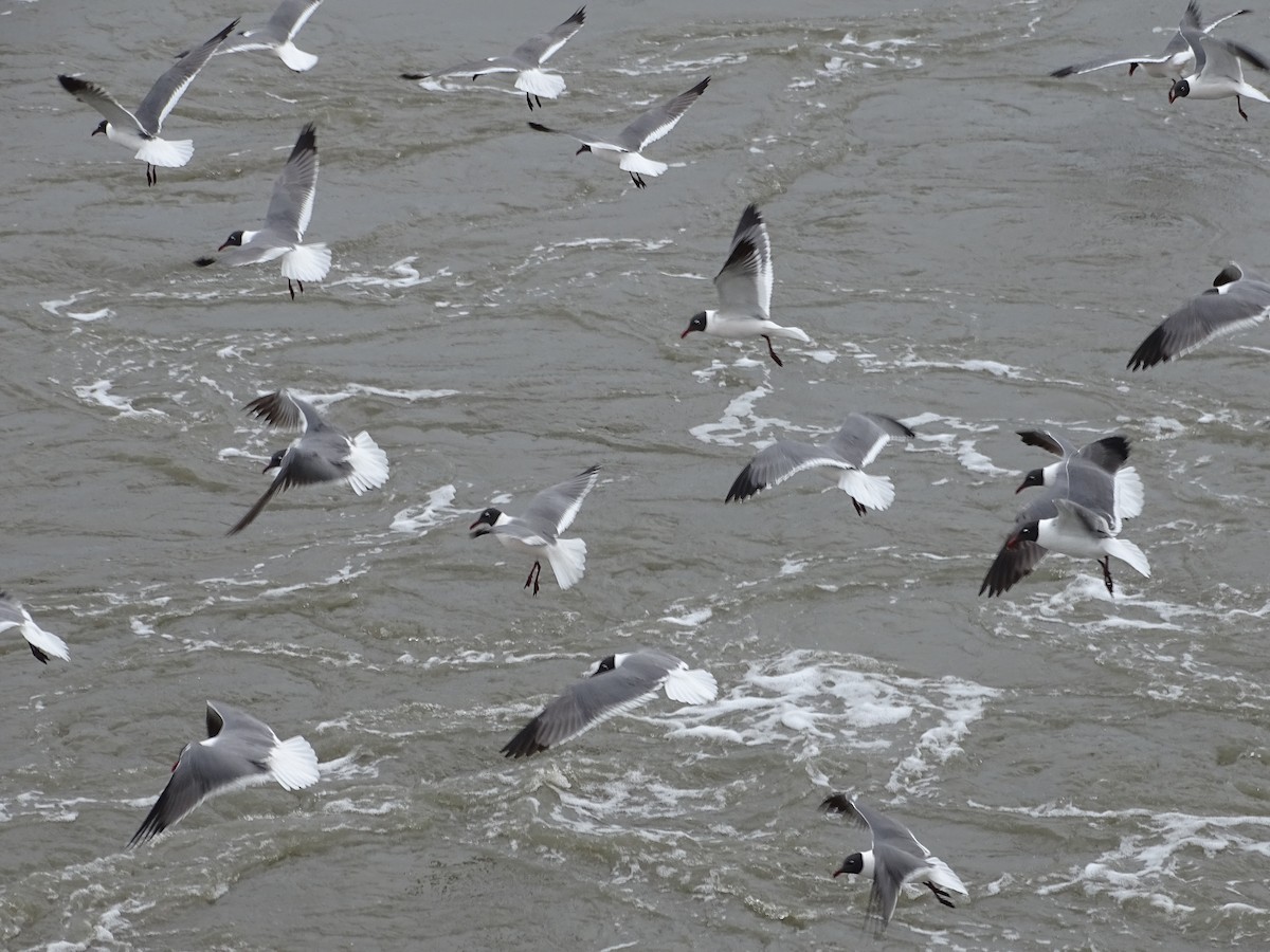 Laughing Gull - Shey Claflin