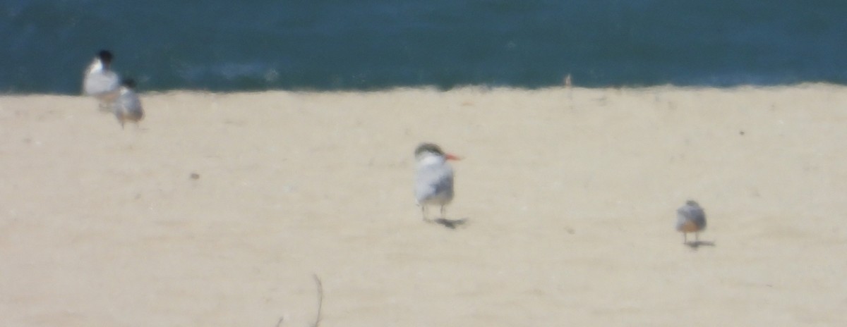 tern sp. - Bill Holland