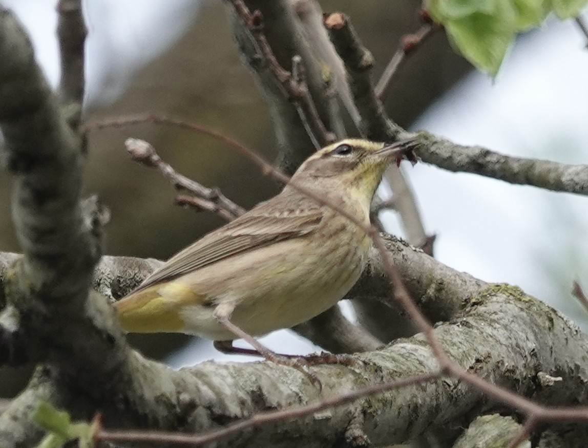 Palm Warbler - Jeff Hollobaugh