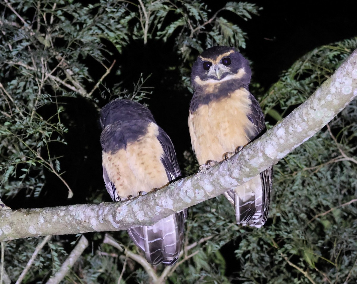 Spectacled Owl - Sergio luiz Carniel