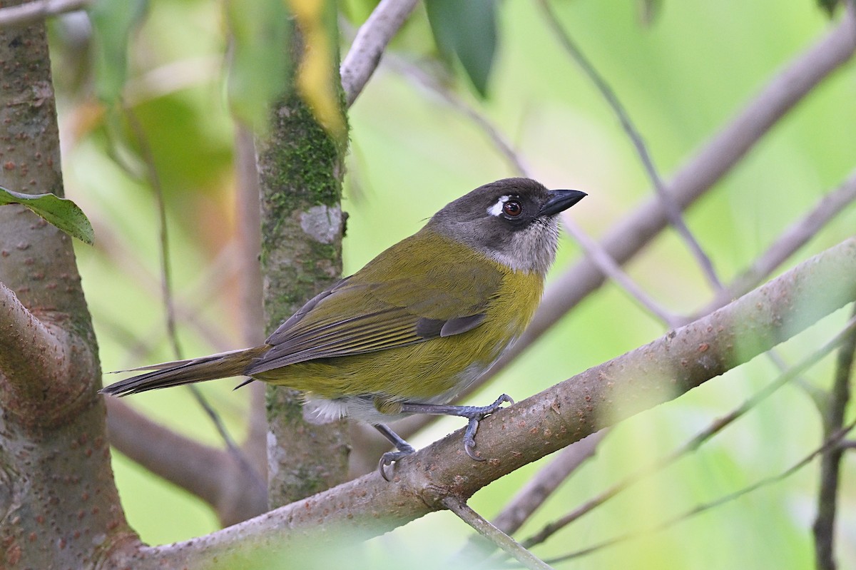 Common Chlorospingus - André Lanouette