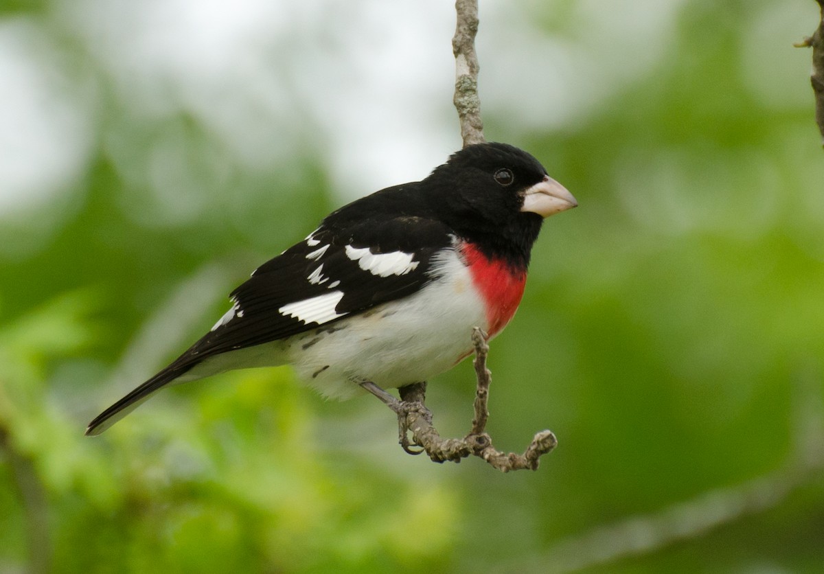 Rose-breasted Grosbeak - Jack and Shirley Foreman