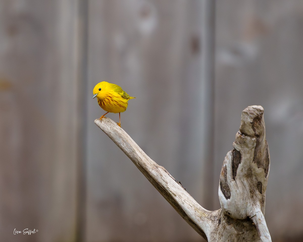 Yellow Warbler - Lisa Saffell