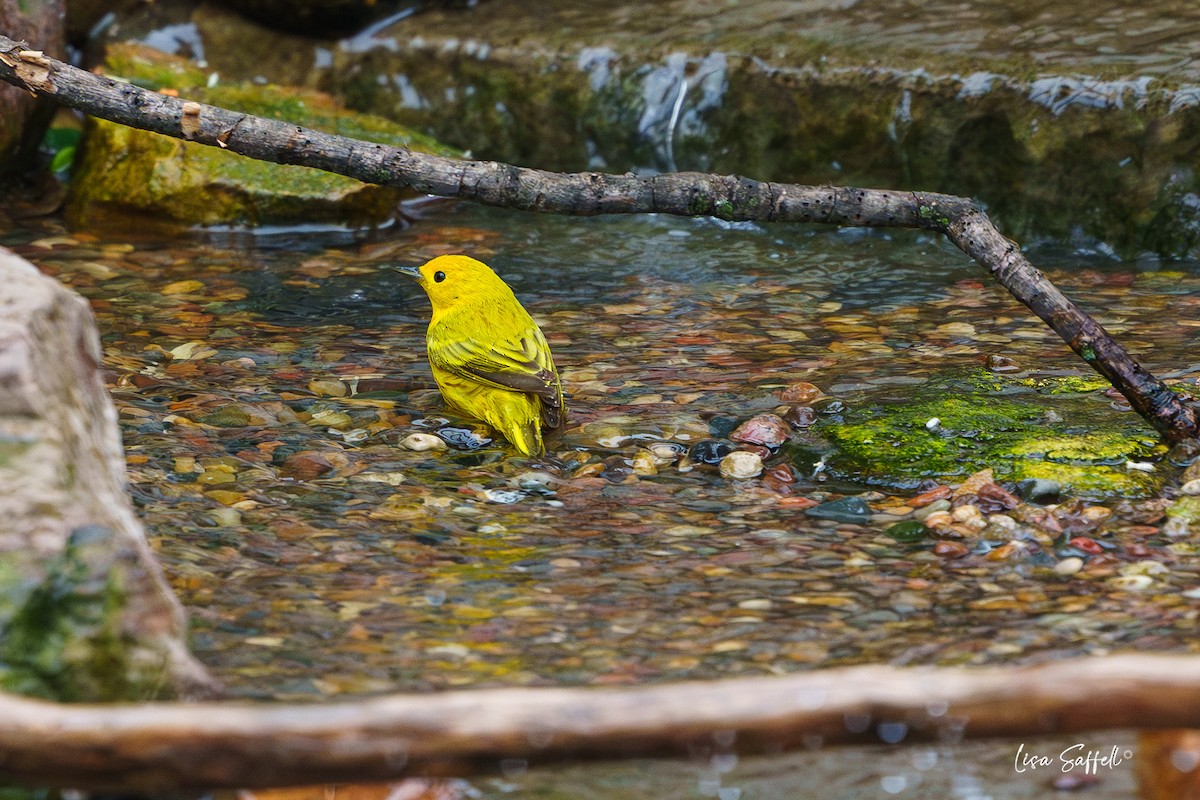 Yellow Warbler - Lisa Saffell