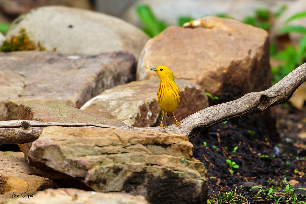 Yellow Warbler - Lisa Saffell