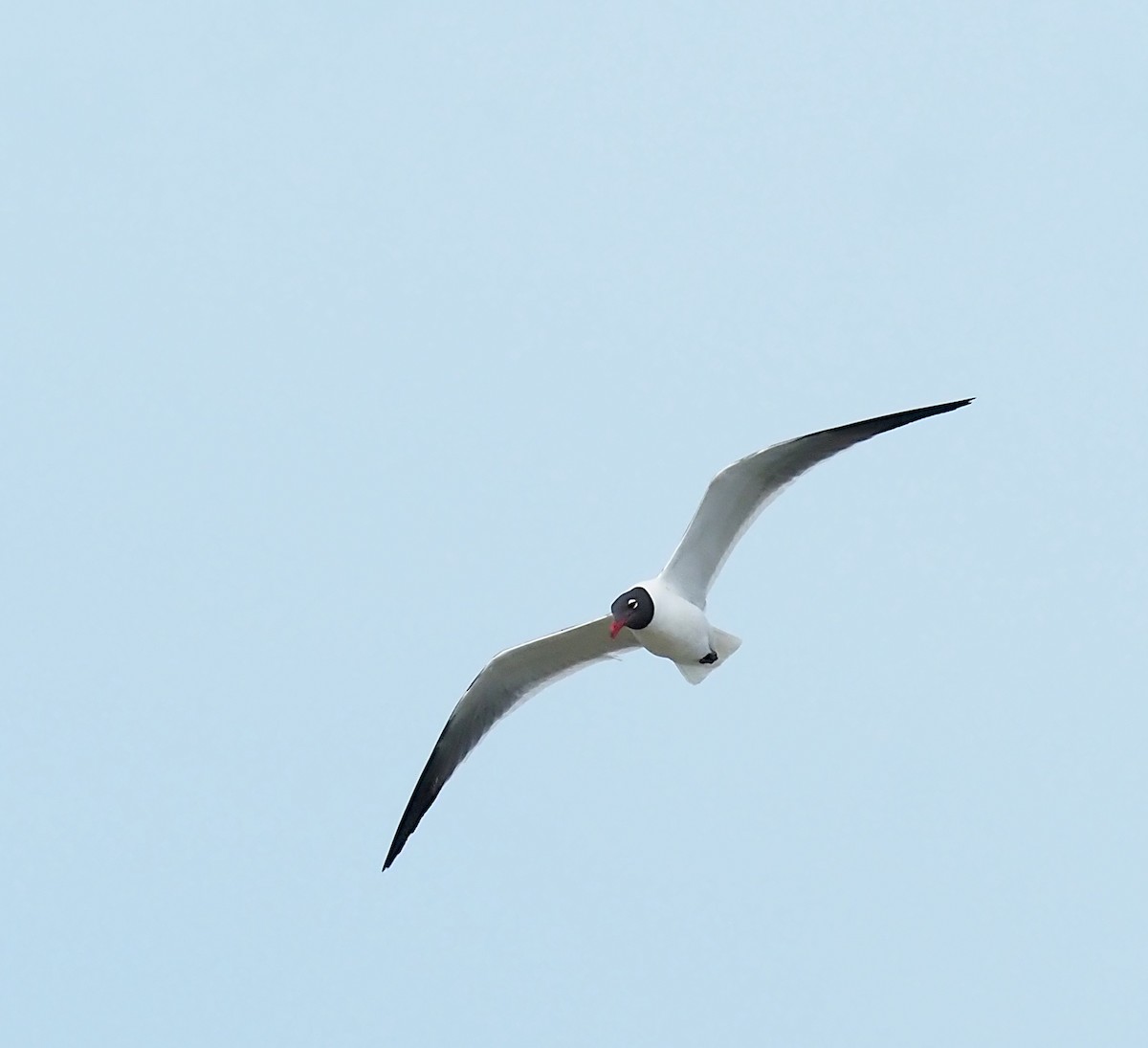 Laughing Gull - Linda Rickerson