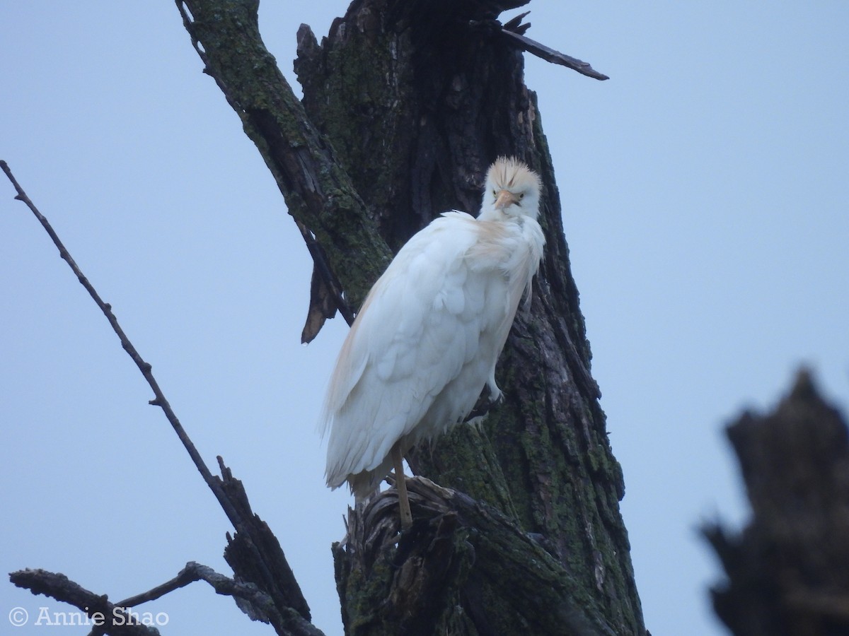 Western Cattle Egret - ML618126230