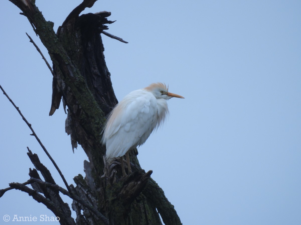 Western Cattle Egret - ML618126232