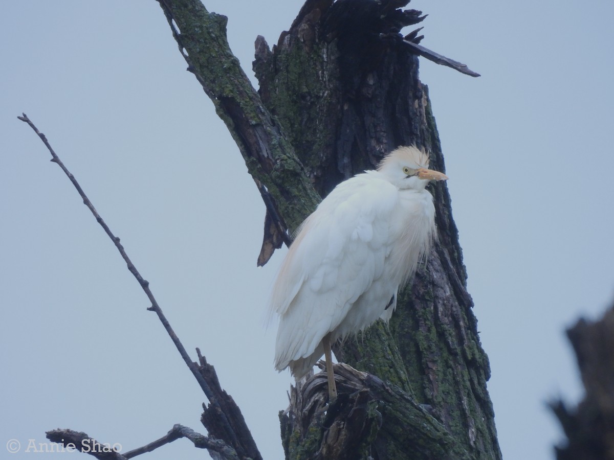 Western Cattle Egret - Annie Shao