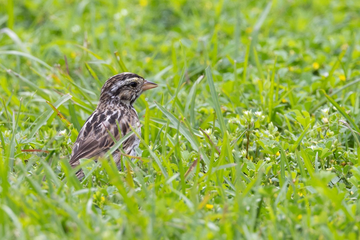 Savannah Sparrow - ML618126265