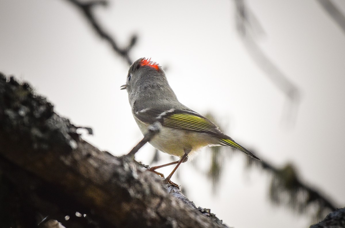 Ruby-crowned Kinglet - Garry Waldram