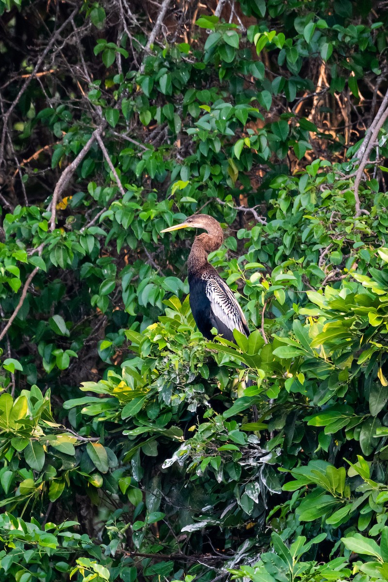 Anhinga - Ivani Martínez Paredes