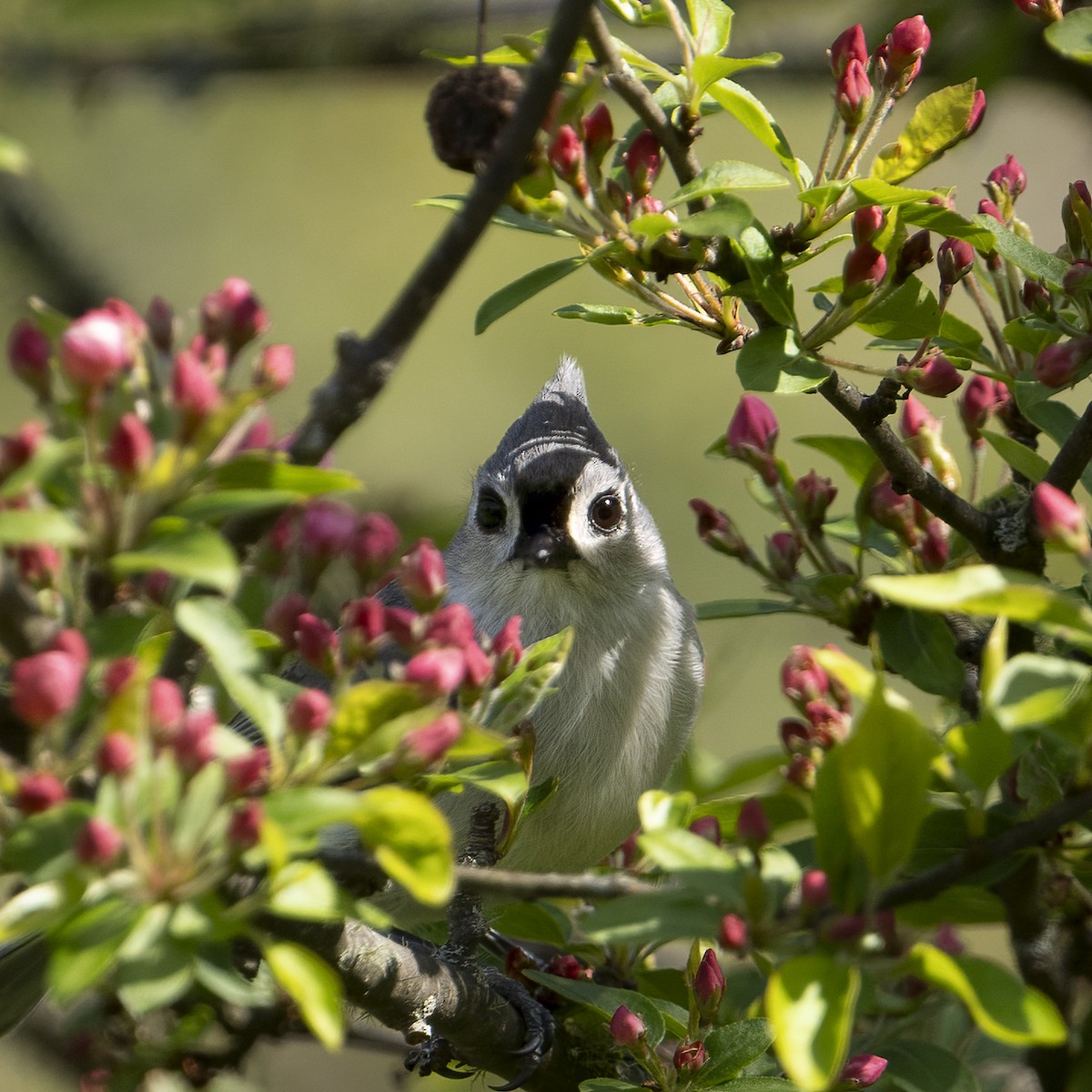 Tufted Titmouse - Kara Zanni