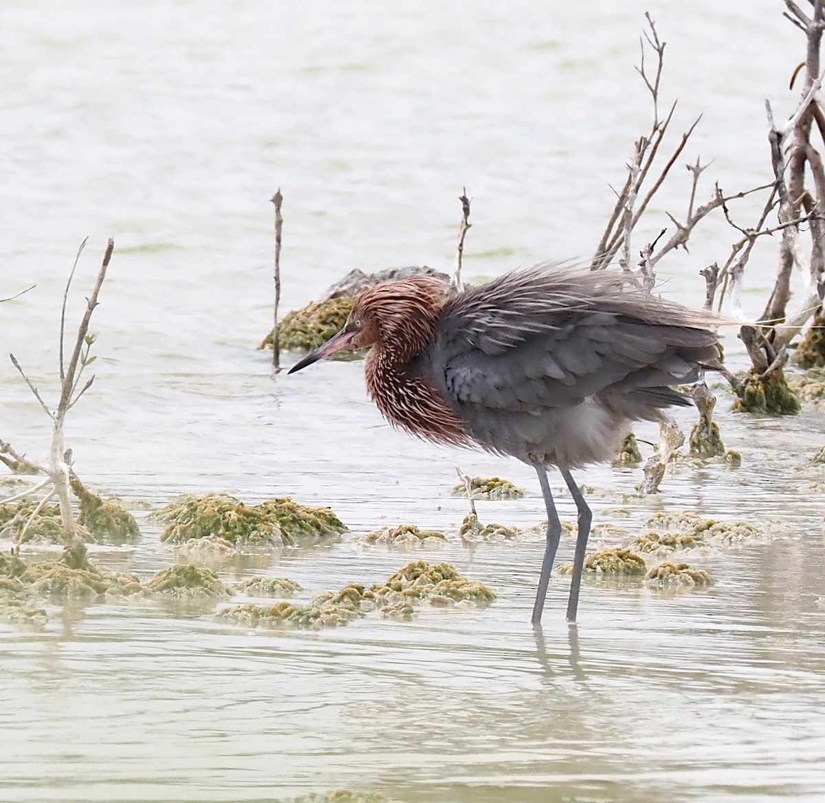 Reddish Egret - Linda Rickerson