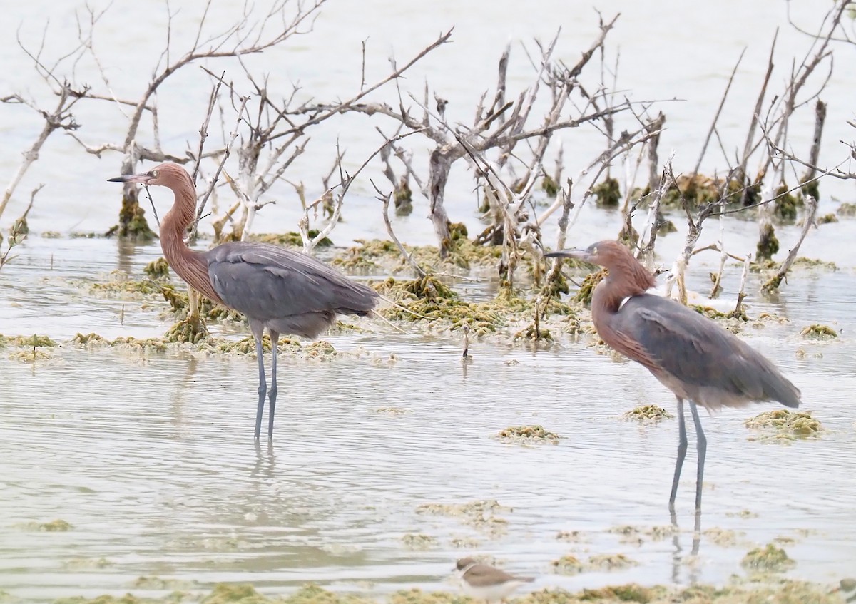 Reddish Egret - Linda Rickerson