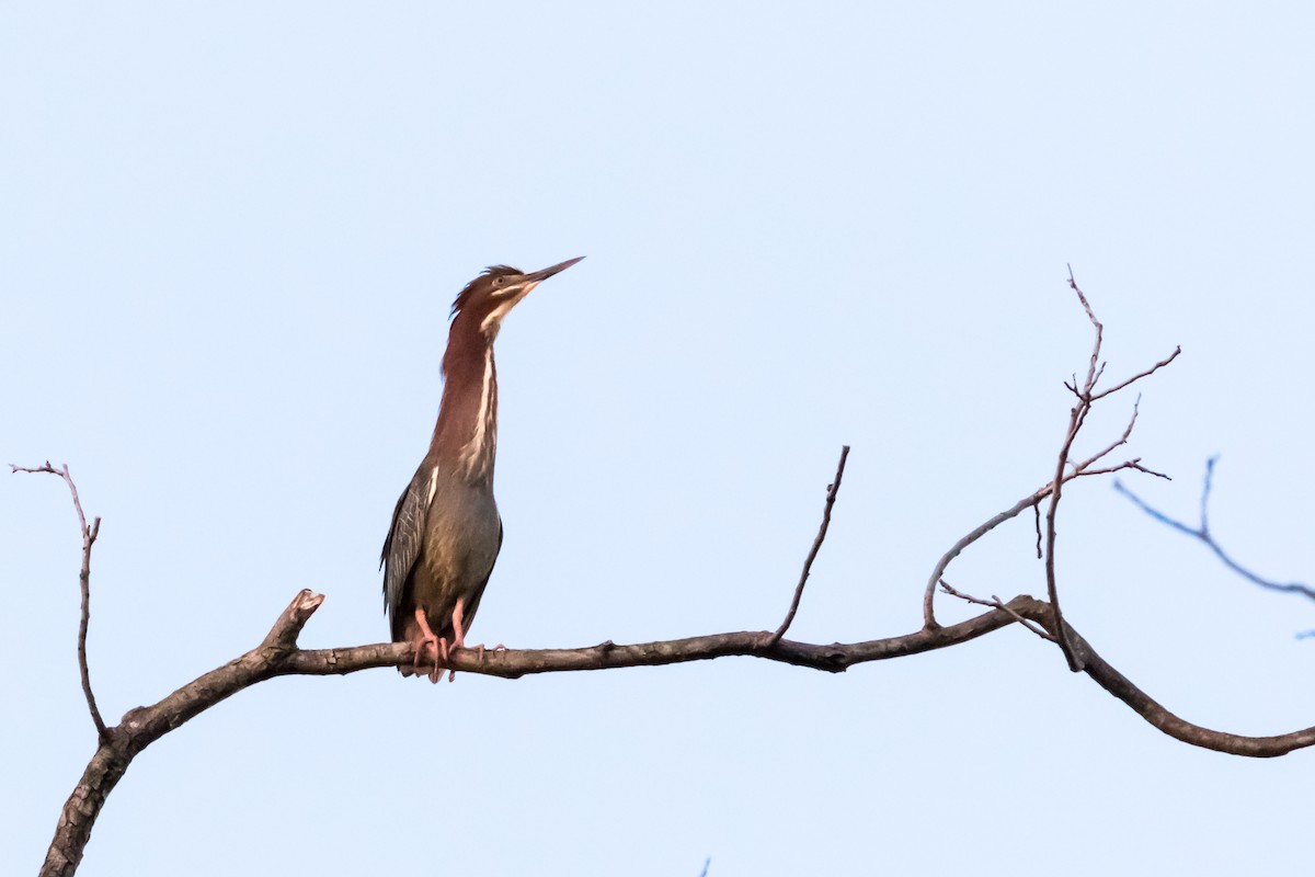 Green Heron - ML618126310