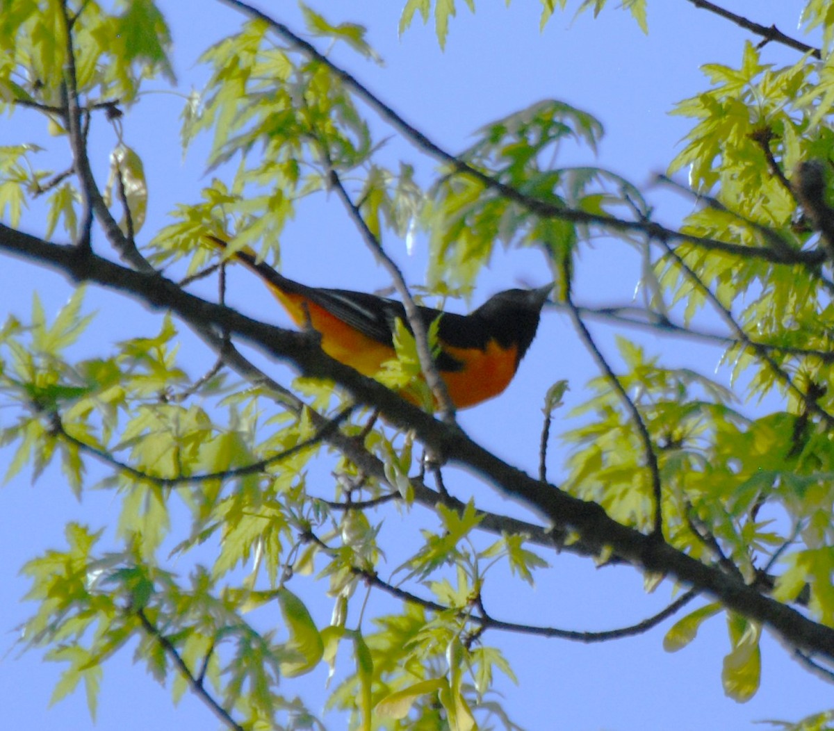 Baltimore Oriole - ML618126321