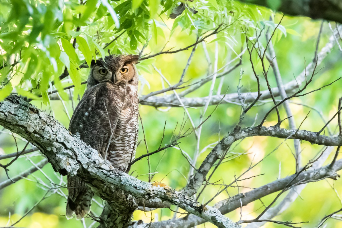 Great Horned Owl - ML618126327