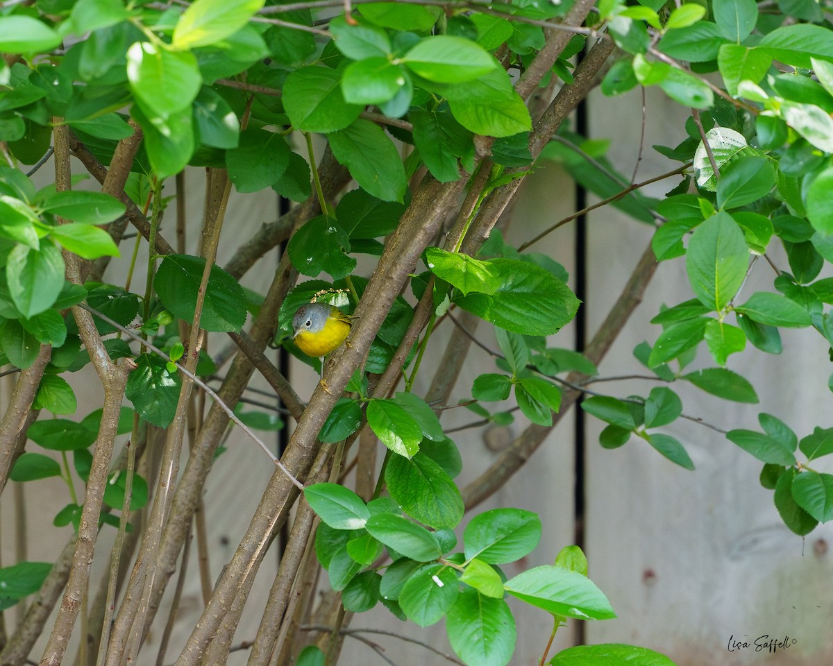 Nashville Warbler - Lisa Saffell