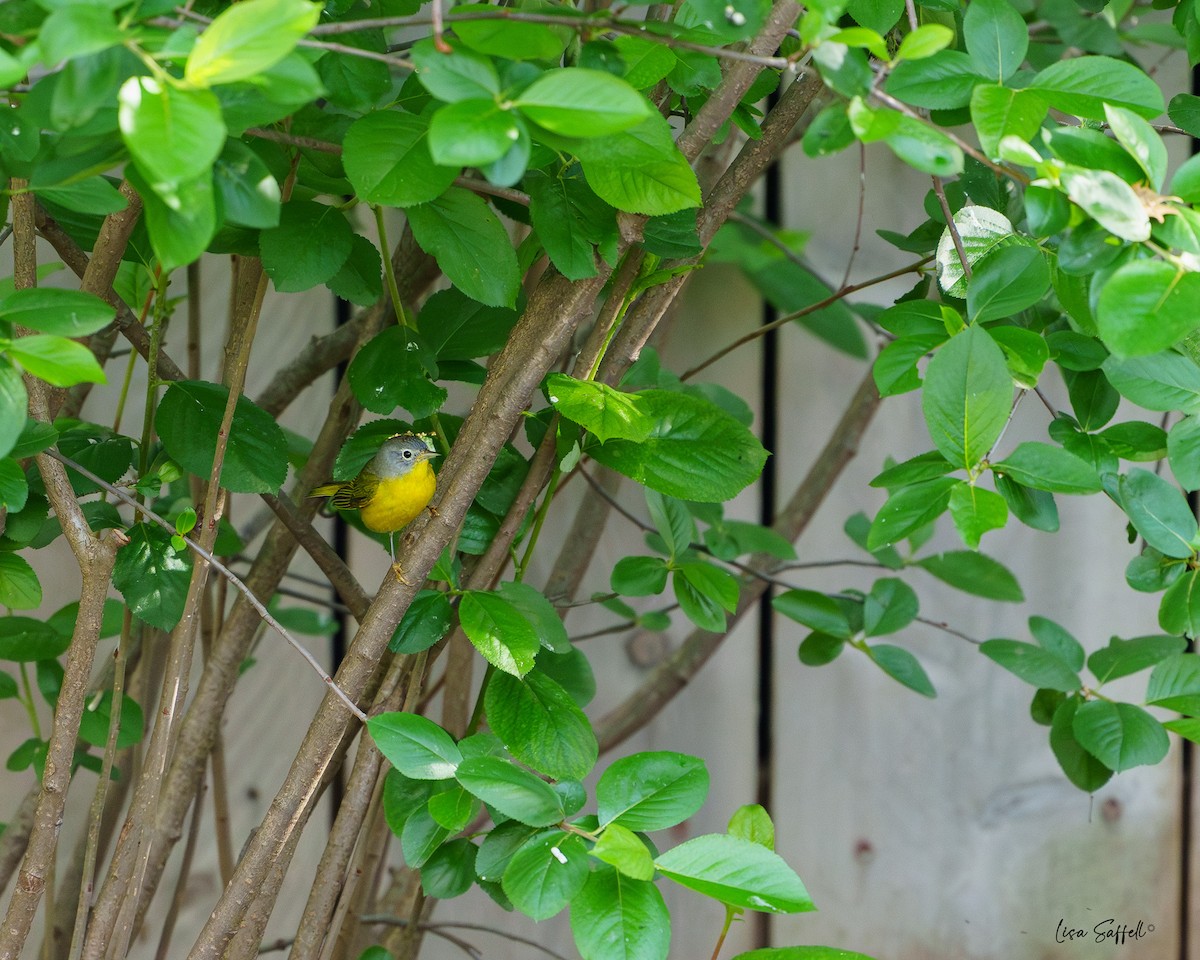 Nashville Warbler - Lisa Saffell