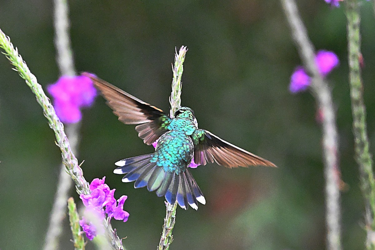 Canivet's Emerald - ML618126350