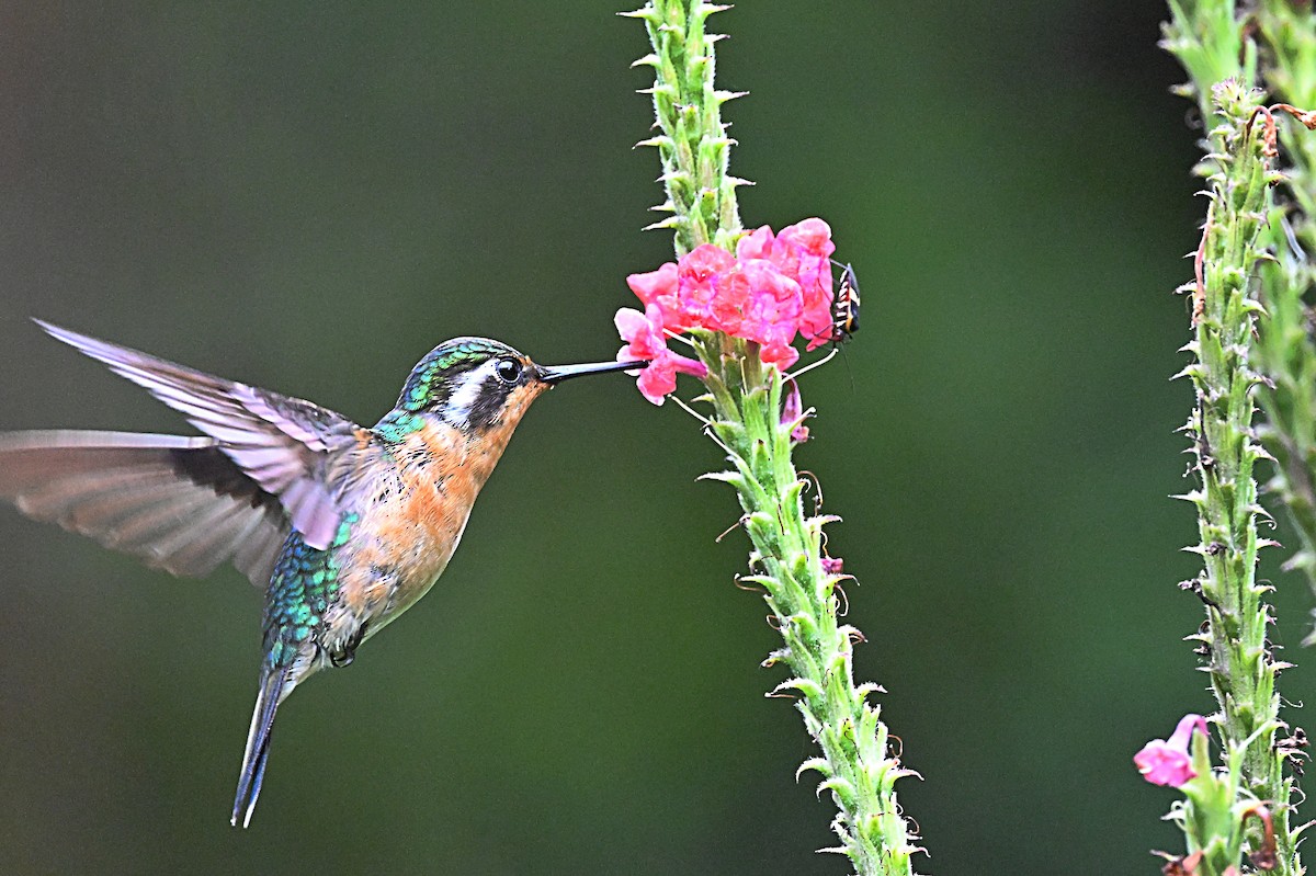 Canivet's Emerald - ML618126364