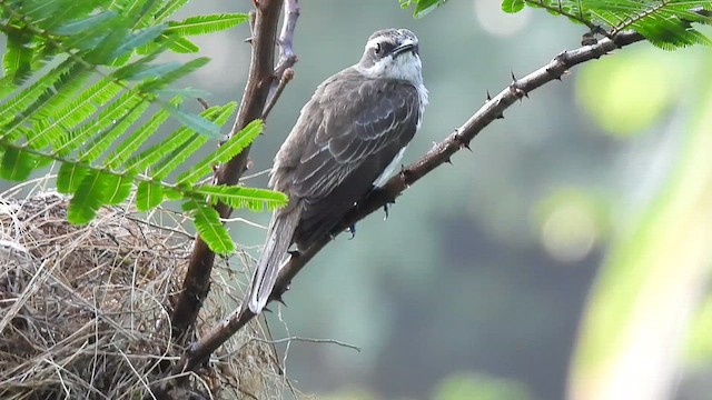 Piratic Flycatcher - ML618126366