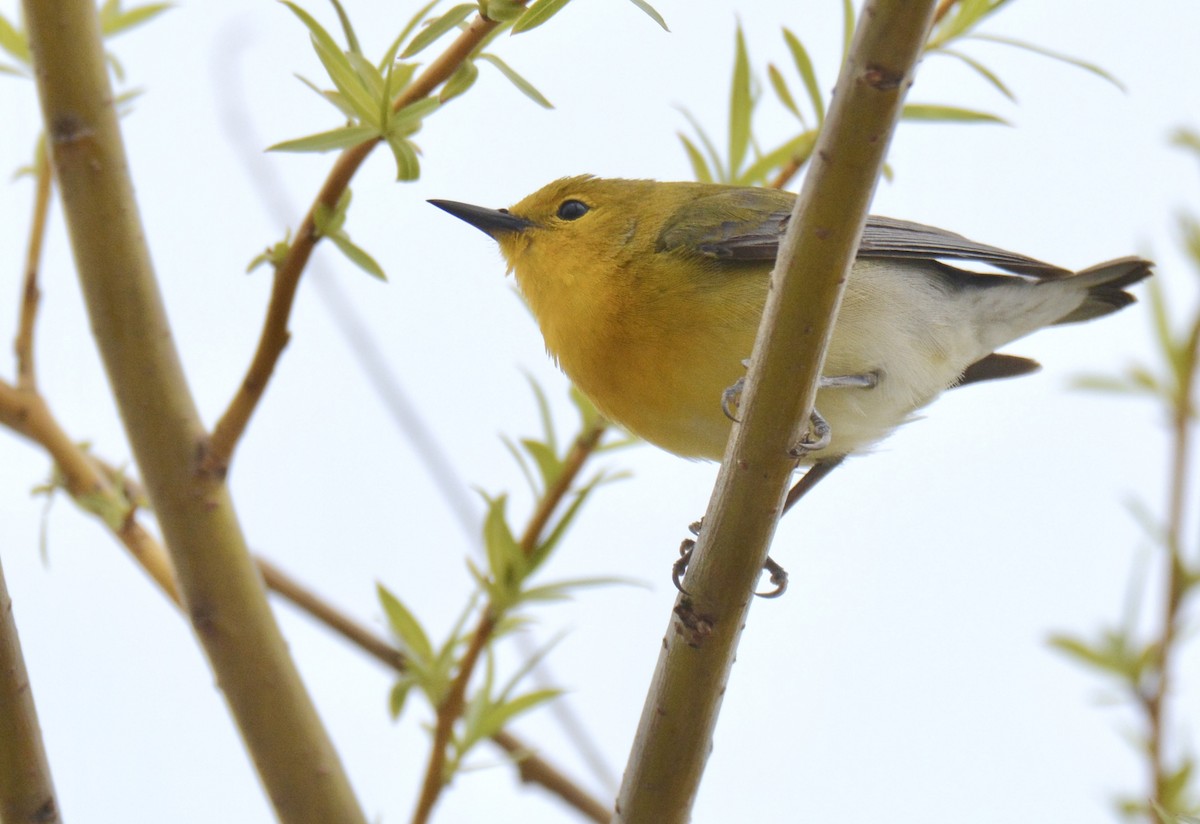 Prothonotary Warbler - Jax Nasimok