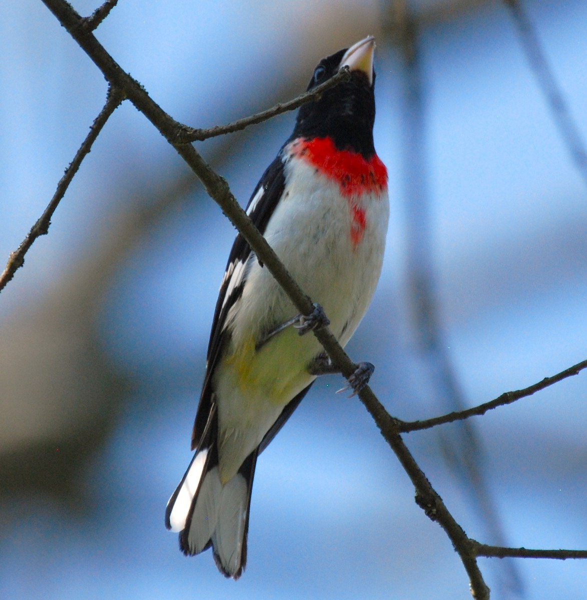 Rose-breasted Grosbeak - ML618126370