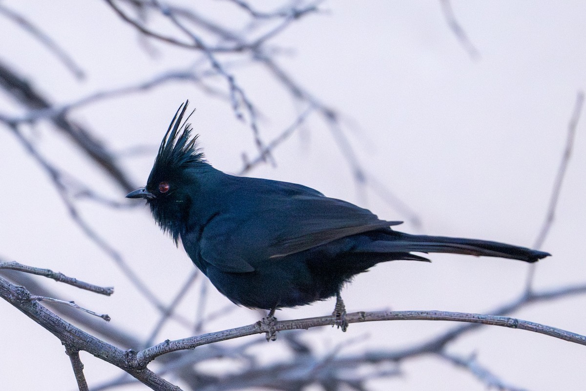 Phainopepla - Tanya Smythe