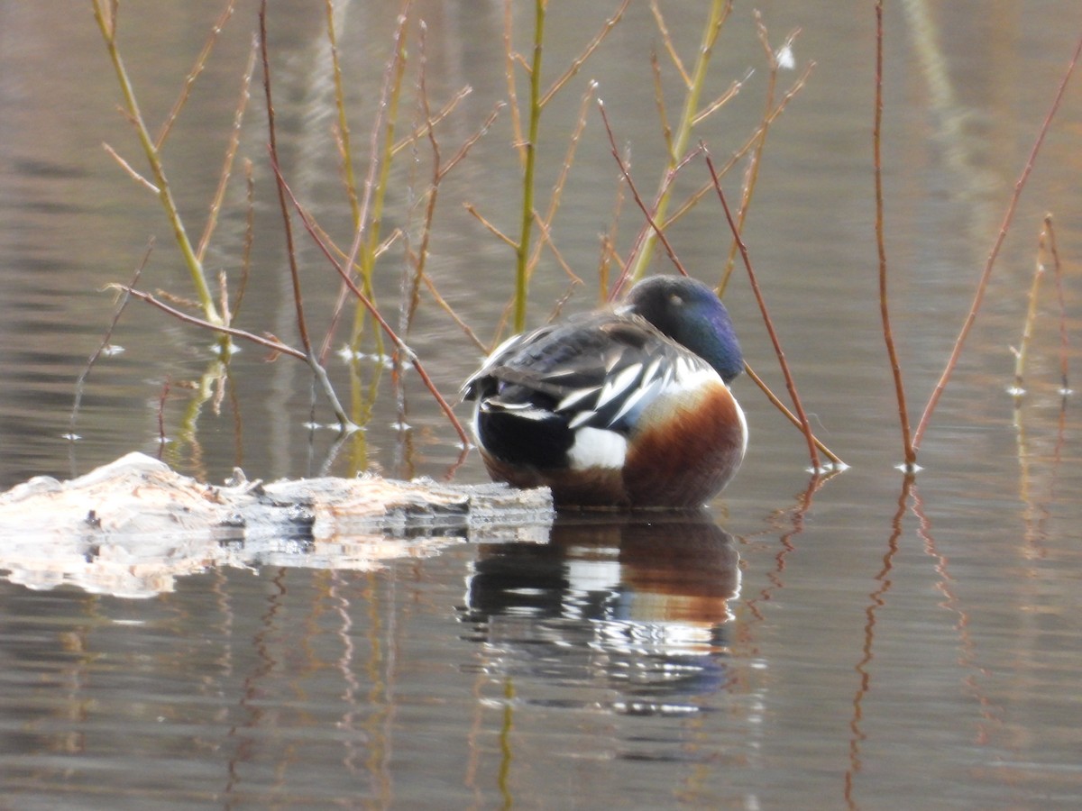 Northern Shoveler - Denis Provencher COHL