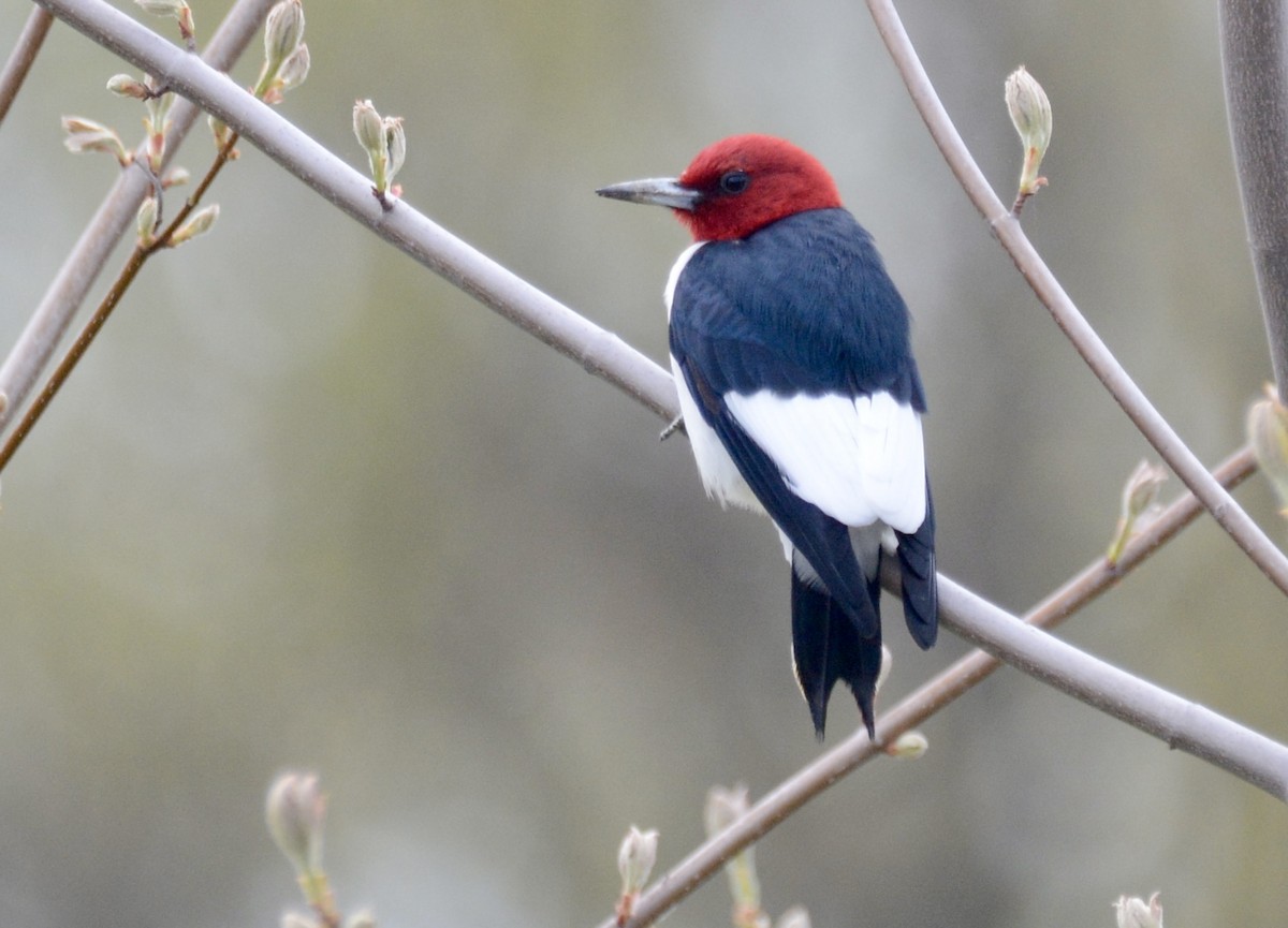 Red-headed Woodpecker - Jax Nasimok