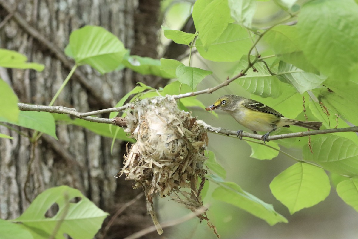 White-eyed Vireo - Jo VerMulm