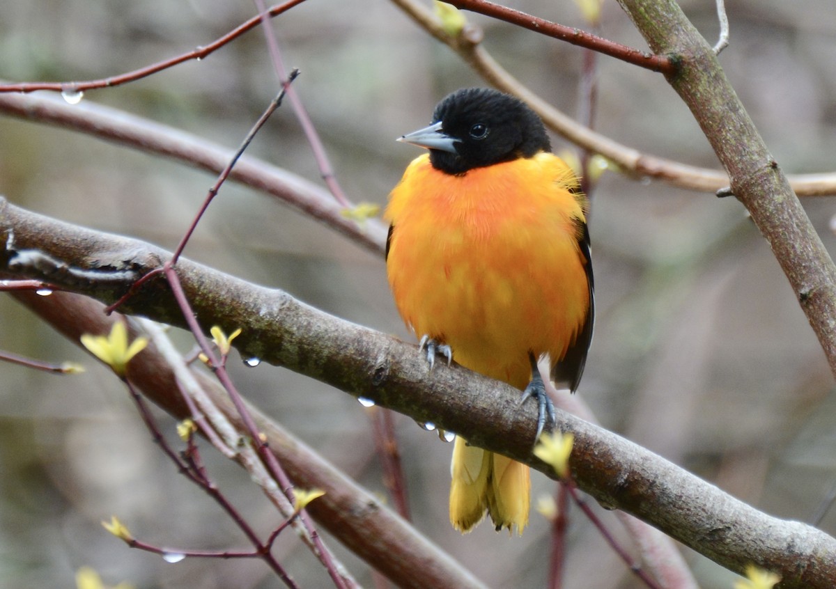 Baltimore Oriole - Jax Nasimok