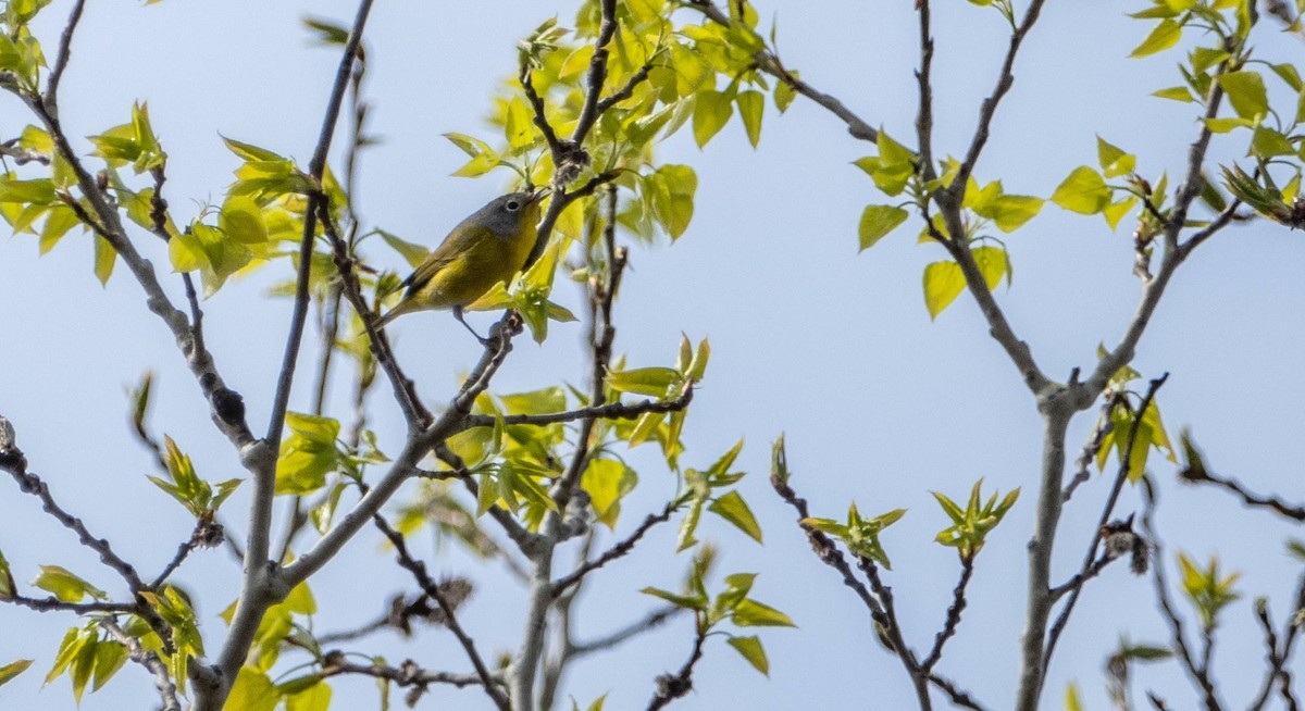 Nashville Warbler - ML618126442