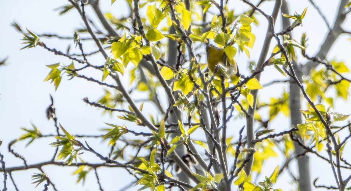 Nashville Warbler - ML618126450